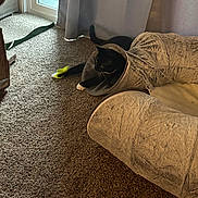 Bella joined the competition — help win amazing prizes! cat, black_cat, white_paws, cat_tunnel, toy, feather_toy, carpet, window, curtain, indoor, pet, playful, feline, cozy, home, animal, paw, resting, light, shadow