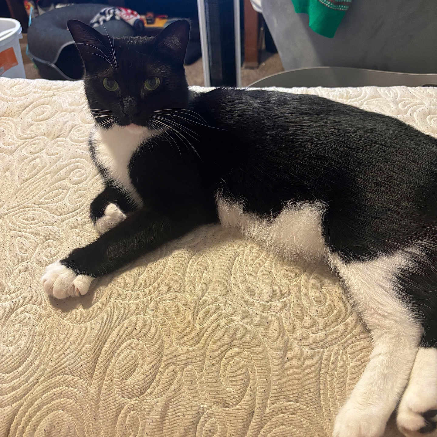 Bella is registered to the contest to win money with this photo: cat, tuxedo_cat, black_and_white, pet, indoor, bed, bedspread, furniture, chair, sweater, television, carpet, relaxed, animal, whiskers, paw, resting, curious, cozy, home