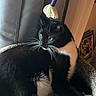 Bella joined the competition — help win amazing prizes! cat, black_and_white, indoor, carpet, cat_tree, feline, pet, whiskers, green_eyes, resting, curious, fur, animal, hanging_toy, cozy, domestic, side_view, mammal, playful, comfortable