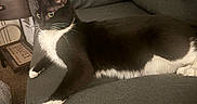 Bella is registered to the contest to win money with this photo: cat, tuxedo_cat, black_and_white, pet, animal, feline, lounging, couch, gray_couch, indoor, living_room, furniture, side_table, picture_frame, decor, curious, alert, whiskers, paw, relaxed