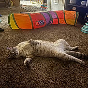 Smokey joined the competition — help win amazing prizes! cat, carpet, indoor, pet, animal, toys, colorful, tunnel, relaxing, feline, living_room, playful, striped, fur, paw, tail, door, shelf, container, floor