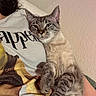 Smokey joined the competition — help win amazing prizes! cat, tabby_cat, pet, animal, feline, relaxed, indoor, person, tshirt, graphic_tshirt, texture, wall, closeup, cozy, resting, fur, paw, cute, companion, home