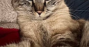 Smokey joined the competition — help win amazing prizes! cat, tabby, blue_eyes, close_up, fur, whiskers, pet, animal, indoor, texture, wall, cozy, fabric, portrait, looking, curious, calm, mammal, feline, domestic