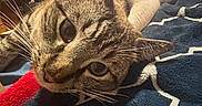 Smokey is registered to the contest to win money with this photo: animal, bedroom, blanket, cat, closeup, cozy, curious, domestic_cat, ears, feline, fur, furniture, home, indoor, orange_cat, pet, resting, tabby_cat, television, whiskers
