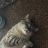 Smokey is registered to the contest to win money with this photo: cat, carpet, indoor, pet, feline, sleepy, cozy, paw, blanket, shoe, relaxed, striped, cute, domestic_animal, fur, whiskers, mischievous, resting, playful, home