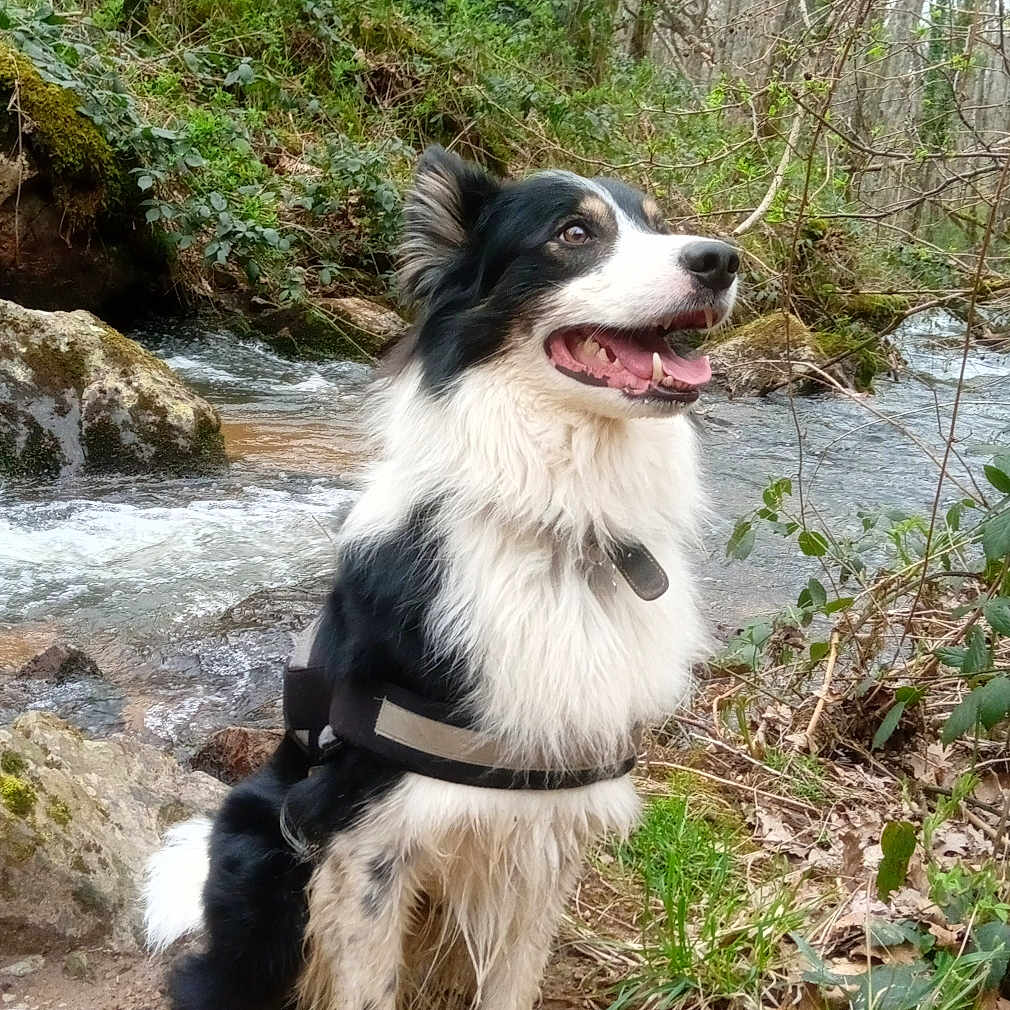 Oreo a rejoint le concours — aidez-le/la à gagner de superbes lots ! animal, canine, dog, grove, jungle, land, nature, outdoors, pet, plant, puppy, rainforest, rock, soil, stream, tree, vegetation, water, wilderness, woodland