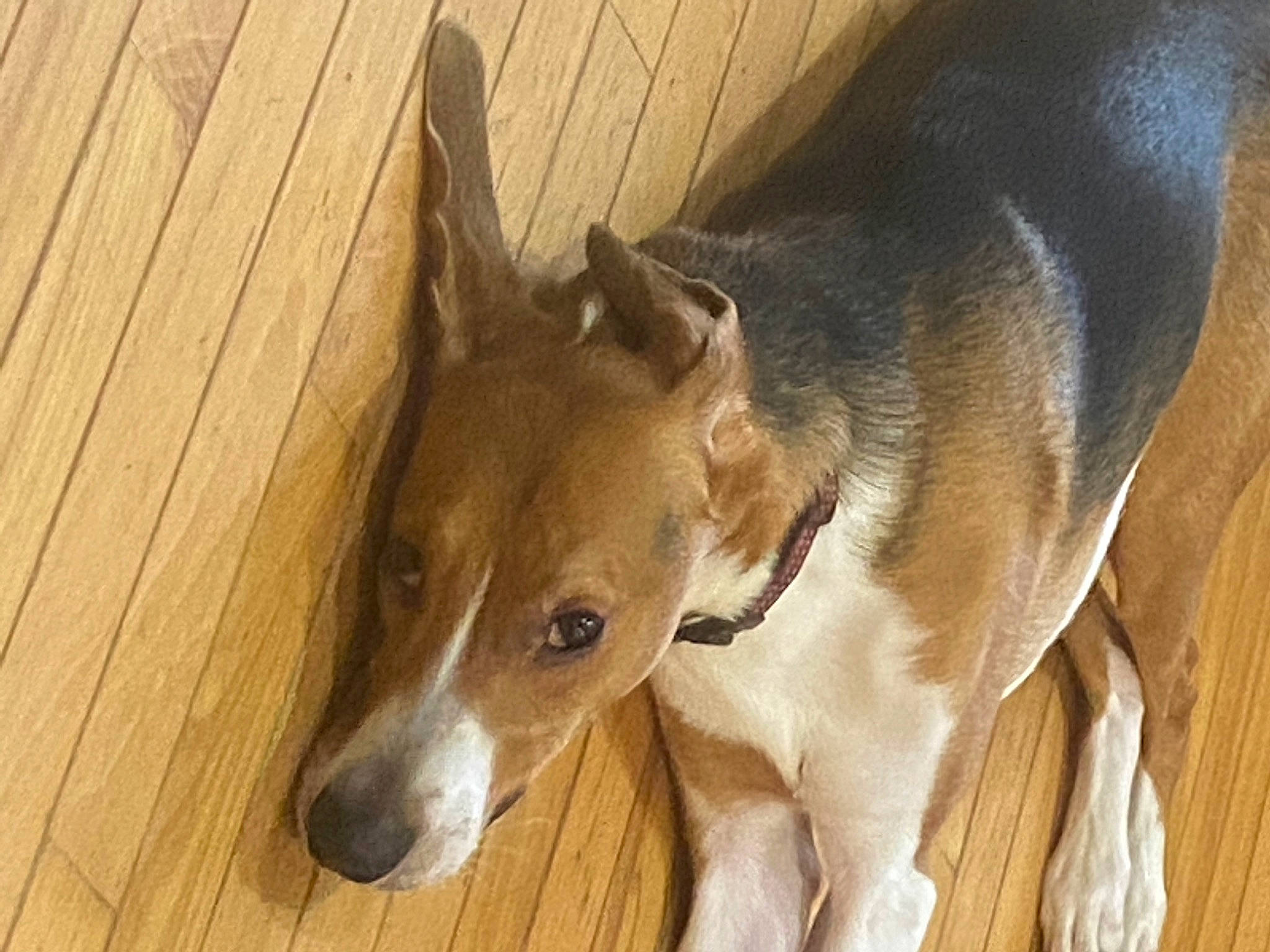 Arnie joined the competition — help win amazing prizes! canidae, carnivore, collar, companion_dog, dog, dog_breed, dog_supply, fawn, fur, hardwood, liver, pet_supply, plank, sighthound, snout, sporting_group, terrestrial_animal, whiskers, wood, working_animal