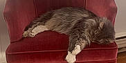 Harry joined the competition — help win amazing prizes! cat, chair, comfort, cozy, domestic_cat, fluffy, fur, furniture, home, indoor, paw, pet, quiet, red_chair, relaxed, resting, sleeping, vertical_blinds, window, wooden_floor