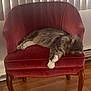 cat, chair, comfort, cozy, domestic_cat, fluffy, fur, furniture, home, indoor, paw, pet, quiet, red_chair, relaxed, resting, sleeping, vertical_blinds, window, wooden_floor