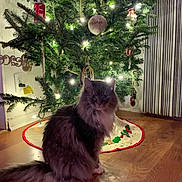 Harry is registered to the contest to win money with this photo: cat, celebration, christmas_tree, cozy, decorations, domestic, evening, feline, festive, fluffy, greenery, holiday, home, indoor, lights, ornaments, pet, sitting, tree_skirt, wooden_floor
