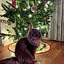 cat, celebration, christmas_tree, cozy, decorations, domestic, evening, feline, festive, fluffy, greenery, holiday, home, indoor, lights, ornaments, pet, sitting, tree_skirt, wooden_floor