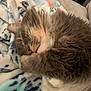 Harry joined the competition — help win amazing prizes! animal, blanket, cat, closeup, comfort, cozy, cute, domestic, feline, fluffy, fur, home, indoor, nap, pet, relaxing, resting, sleeping, soft, warm