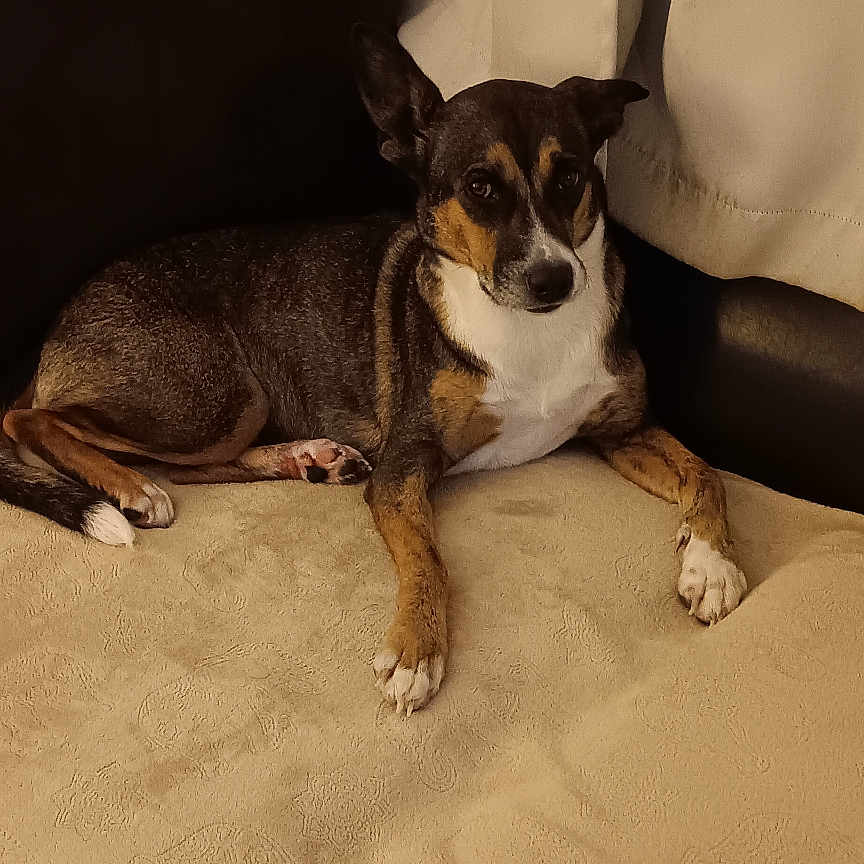 Happy joined the competition — help win amazing prizes! animal, black, blanket, brown, calm, canine, cozy, curtain, cushion, dog, ears, fur, furniture, home, indoor, looking, paws, pet, resting, white