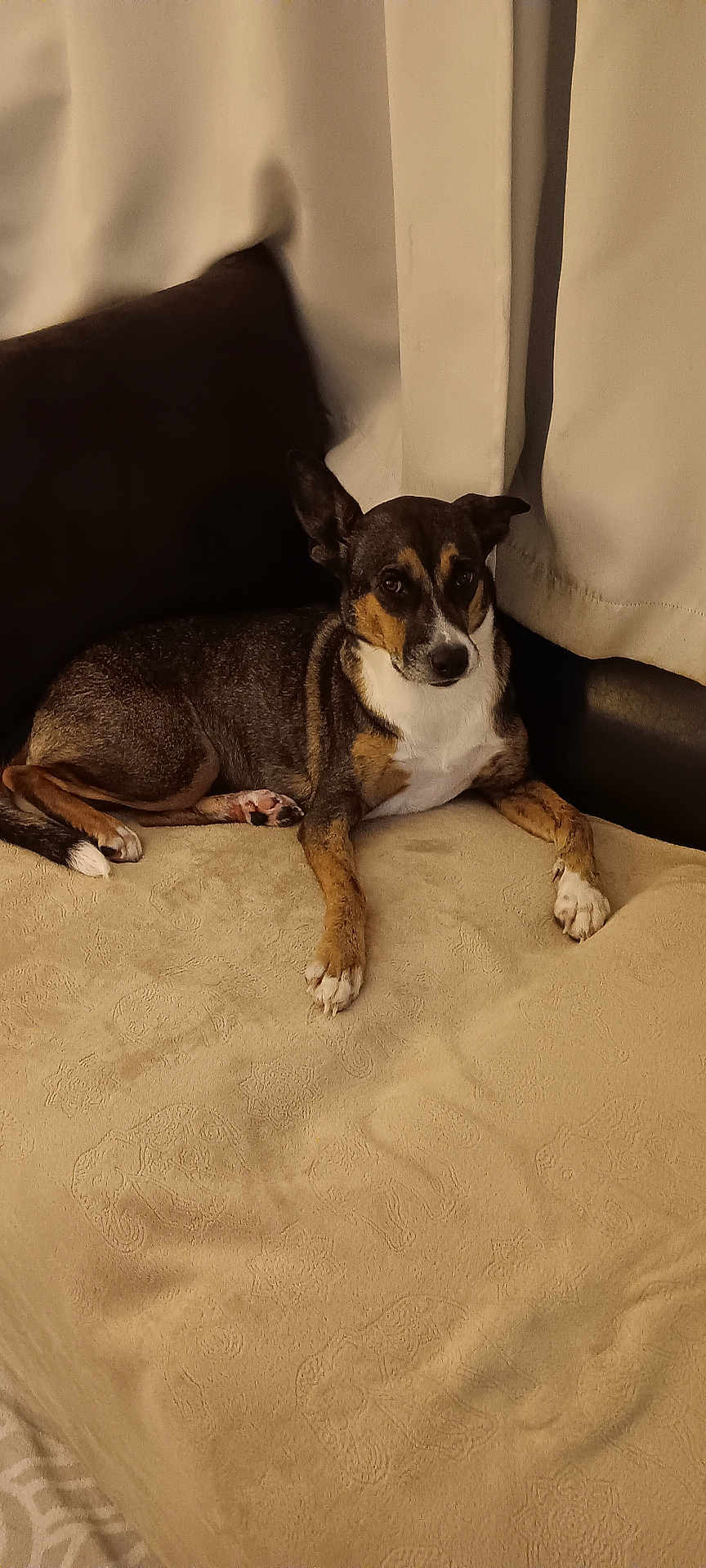 Happy joined the competition — help win amazing prizes! dog, canine, pet, indoor, blanket, cushion, curtain, resting, brown, white, black, fur, ears, paws, looking, calm, cozy, home, furniture, animal