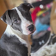 Shuvile is registered to the contest to win money with this photo: puppy, dog, black_and_white, pet, indoor, portrait, close_up, fur, animal, cute, looking_back, young, canine, ears, nose, whiskers, background_blur, domestic, companion, adorable
