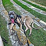 animal, canine, dog, ears, fence, grass, harness, leash, metal_barrier, muzzle, nature, outdoor, paws, pet, relaxed, resting, stone_path, sunny, tail, tongue_out