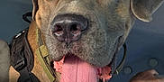 Hisoka participe au concours pour gagner de l'argent avec cette photo : animal, arm, canine, car, closeup, collar, dog, ears, expression, fur, harness, human, inside, mouth, nose, pet, seat, tattoo, tongue, window