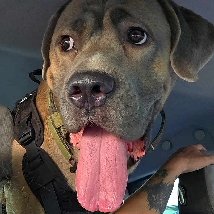 Hisoka participe au concours pour gagner de l'argent avec cette photo : animal, arm, canine, car, closeup, collar, dog, ears, expression, fur, harness, human, inside, mouth, nose, pet, seat, tattoo, tongue, window