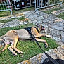 animal, brown_dog, canine, daytime, dog, equipment_case, footwear, grass, greenery, harness, leash, metal_barricade, nature, outdoor, panting, pavement, relaxing, resting, sidewalk, stone_path
