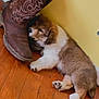 puppy, dog, brown, white, cowboy_boots, wooden_floor, yellow_wall, resting, cute, pet, indoor, fur, paw, sleepy, animal, companion, cozy, closeup, domestic, footwear
