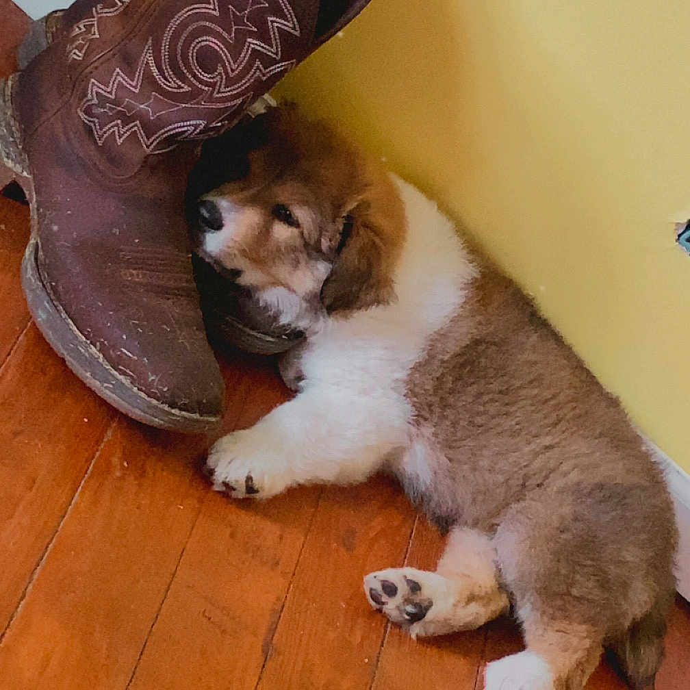 Ozzy is registered to the contest to win money with this photo: animal, brown, closeup, companion, cowboy_boots, cozy, cute, dog, domestic, footwear, fur, indoor, paw, pet, puppy, resting, sleepy, white, wooden_floor, yellow_wall