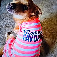 Kitty joined the competition — help win amazing prizes! dog, pet, clothing, dress, pink, white, striped, text, mommy_favorite, cute, small_dog, looking_up, floor, indoor, animal, portrait, sitting, fur, ears, adorable