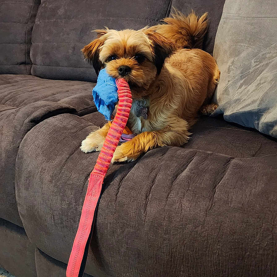 Bear joined the competition — help win amazing prizes! animal, brown, carpet, comfort, couch, cute, dog, fur, home, indoor, leash, living_room, pet, pet_accessory, pillow, playful, quilt, relaxing, small_dog, toy