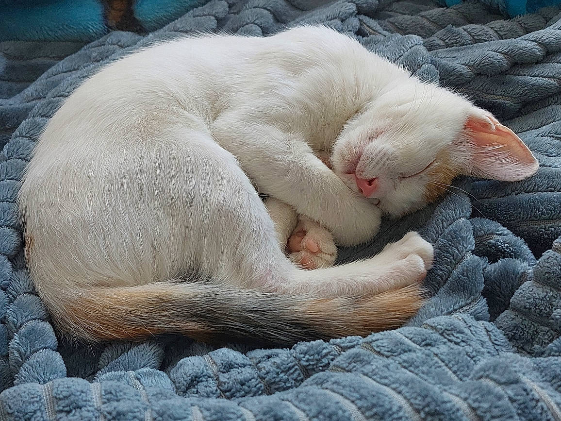 Artemis joined the competition — help win amazing prizes! carnivore, cat, cat_bed, cat_supply, claw, comfort, fang, fawn, felidae, fur, nap, paw, sleep, small_to_medium_sized_cats, snout, tail, terrestrial_animal, whiskers, wildlife