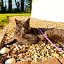 cat, gray_cat, pebbles, leash, outdoor, grass, tree, sunlight, white_wall, animal, relaxed, nature, pet, feline, resting, grass_field, sunny, daytime, closeup, wildlife