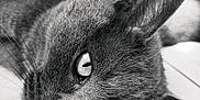 Ayumé participe au concours pour gagner de l'argent avec cette photo : cat, close_up, black_and_white, whiskers, fur, eyes, pet, animal, lying_down, relaxed, indoor, portrait, feline, face, soft_light, focus, domestic_cat, cute, resting, calm