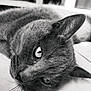 cat, close_up, black_and_white, whiskers, fur, eyes, pet, animal, lying_down, relaxed, indoor, portrait, feline, face, soft_light, focus, domestic_cat, cute, resting, calm