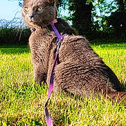 Ayumé participe au concours pour gagner de l'argent avec cette photo : cat, gray_cat, yellow_eyes, harness, leash, grass, outdoor, nature, tree, sunlight, pet, animal, greenery, blue_sky, mammal, feline, alert, sitting, fur, daytime