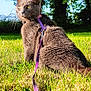 cat, gray_cat, yellow_eyes, harness, leash, grass, outdoor, nature, tree, sunlight, pet, animal, greenery, blue_sky, mammal, feline, alert, sitting, fur, daytime