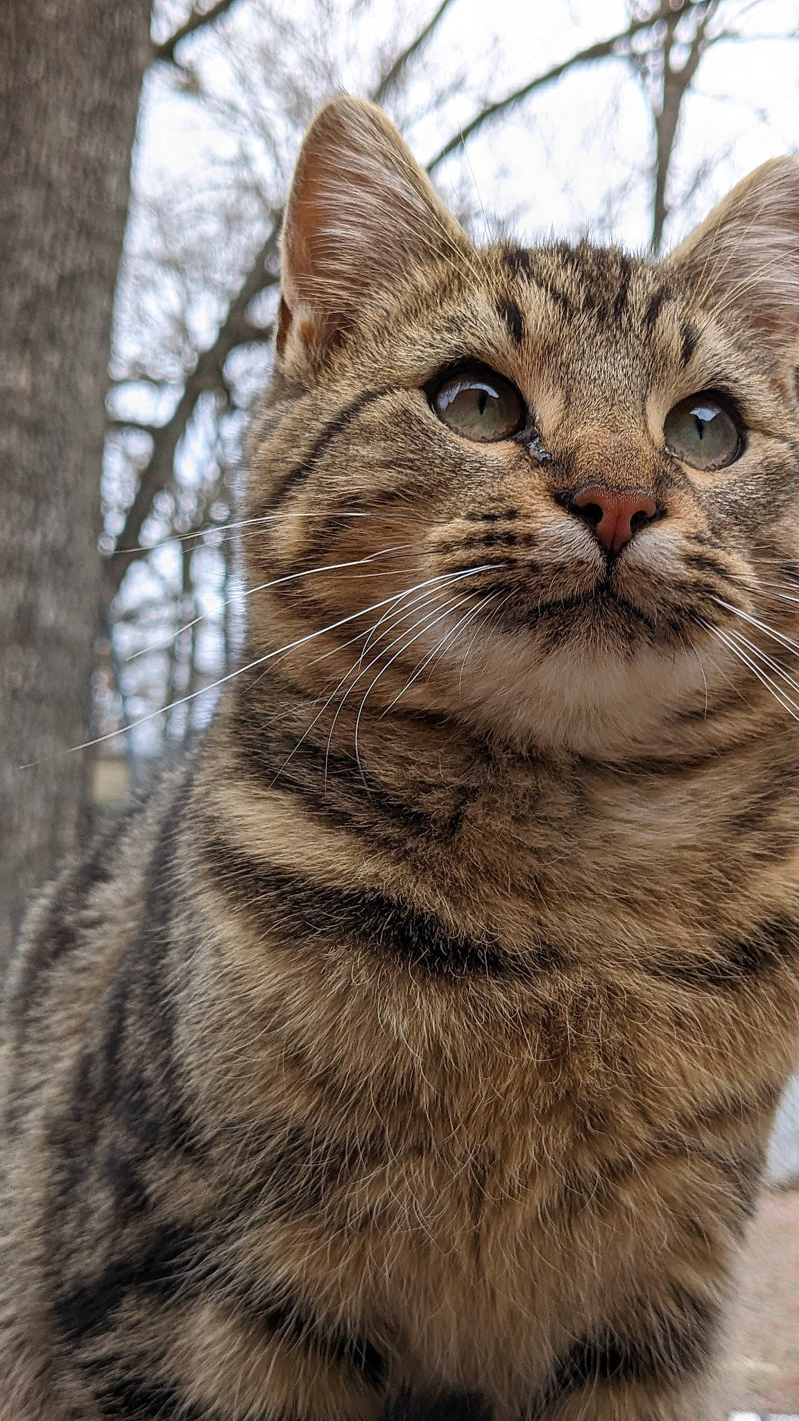 Smiley joined the competition — help win amazing prizes! carnivore, cat, domestic_short_haired_cat, eye, felidae, fur, grass, hair, head, sky, small_to_medium_sized_cats, snout, terrestrial_animal, tree, whiskers, wildlife, window