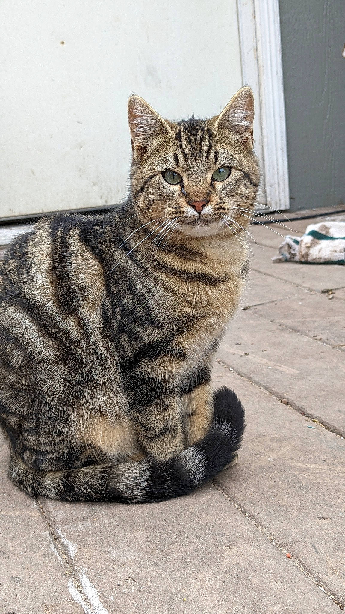 Smiley joined the competition — help win amazing prizes! carnivore, cat, domestic_short_haired_cat, felidae, fur, paw, sitting, small_to_medium_sized_cats, snout, tail, terrestrial_animal, whiskers, wildlife