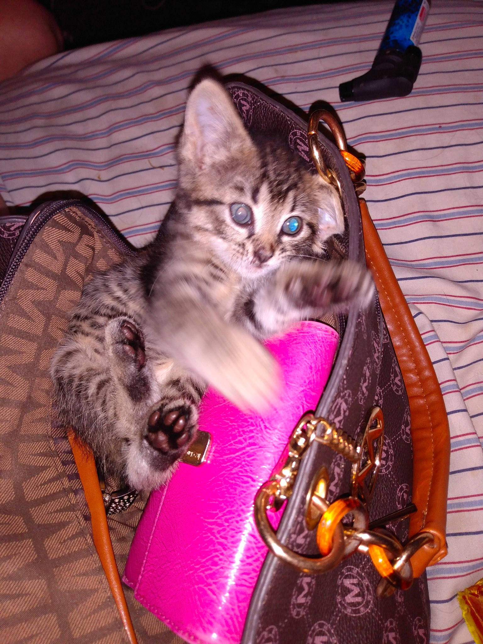 Kiki joined the competition — help win amazing prizes! bag, baggage, basket, carnivore, cat, comfort, domestic_short_haired_cat, fashion_accessory, fawn, felidae, fur, lap, luggage_and_bags, magenta, metal, purple, shoulder_bag, sitting, small_to_medium_sized_cats, whiskers