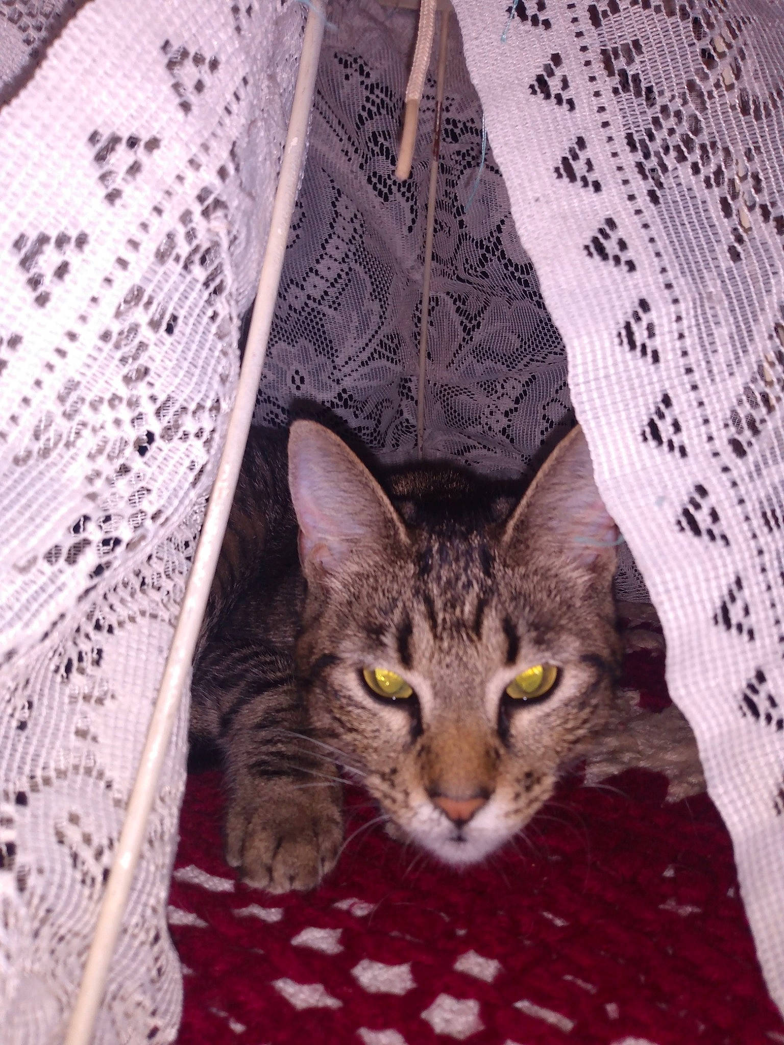 Kiki is registered to the contest to win money with this photo: carnivore, cat, circle, doily, domestic_short_haired_cat, embellishment, fashion_accessory, felidae, font, fur, linens, newspaper, pattern, small_to_medium_sized_cats, snout, tablecloth, tail, whiskers, wood, woven_fabric