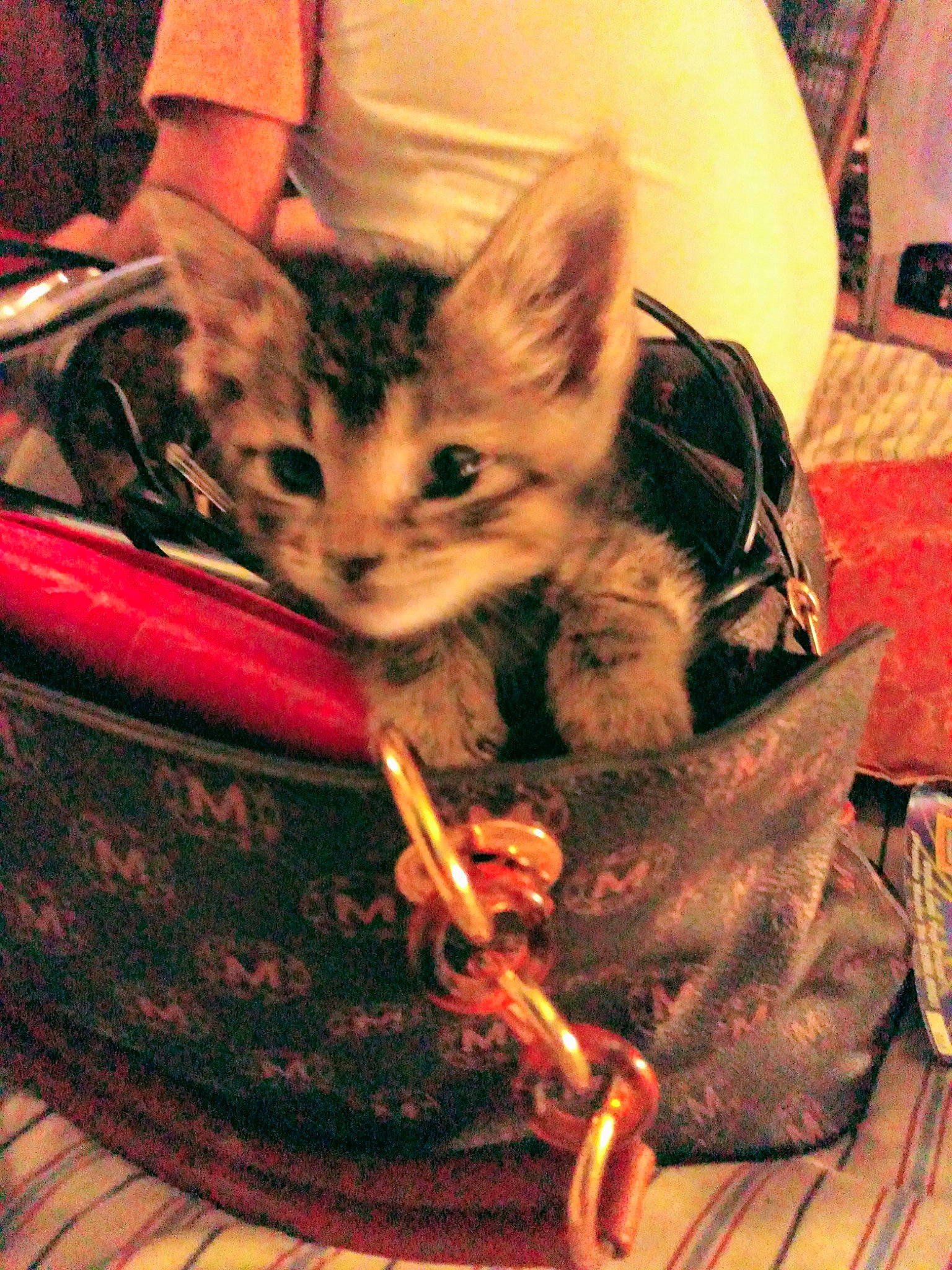 Kiki is registered to the contest to win money with this photo: basket, carmine, carnivore, cat, claw, comfort, domestic_short_haired_cat, felidae, fur, lap, nail, pattern, sitting, small_to_medium_sized_cats, snapshot, whiskers