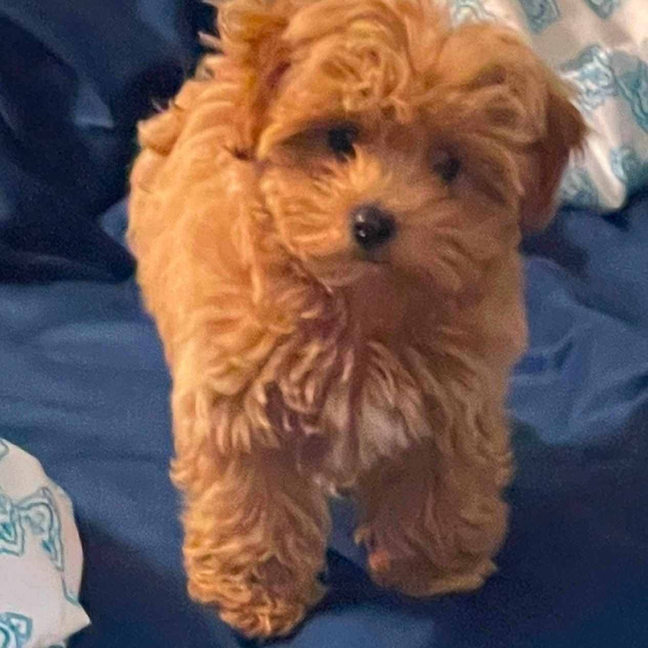 Bear is registered to the contest to win money with this photo: affenpinscher, animal, baby, bed, bedroom, canine, cockerspaniel, couch, cushion, dog, furniture, homedecor, indoors, person, pet, poodle, puppy, sleeping, terrier, whitedog