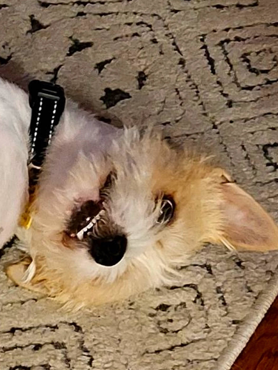 Snoop is registered to the contest to win money with this photo: canidae, carnivore, companion_dog, dog, dog_breed, dog_collar, dog_supply, eye, fawn, fur, hat, head, snout, sporting_group, stuffed_toy, sunglasses, toy, toy_dog, whiskers, wood