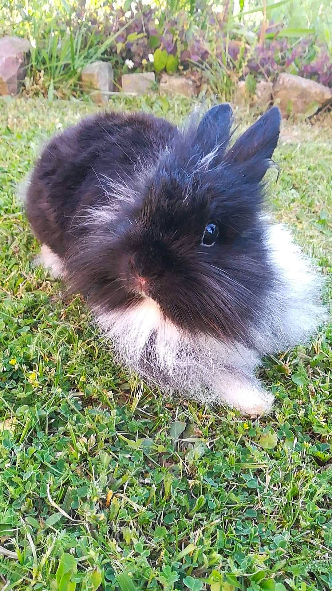 Amy a rejoint le concours — aidez-le/la à gagner de superbes lots ! angora_rabbit, canidae, chinese_imperial_dog, dog_breed, domestic_rabbit, fawn, grass, mammal, rabbit, rabbits_and_hares