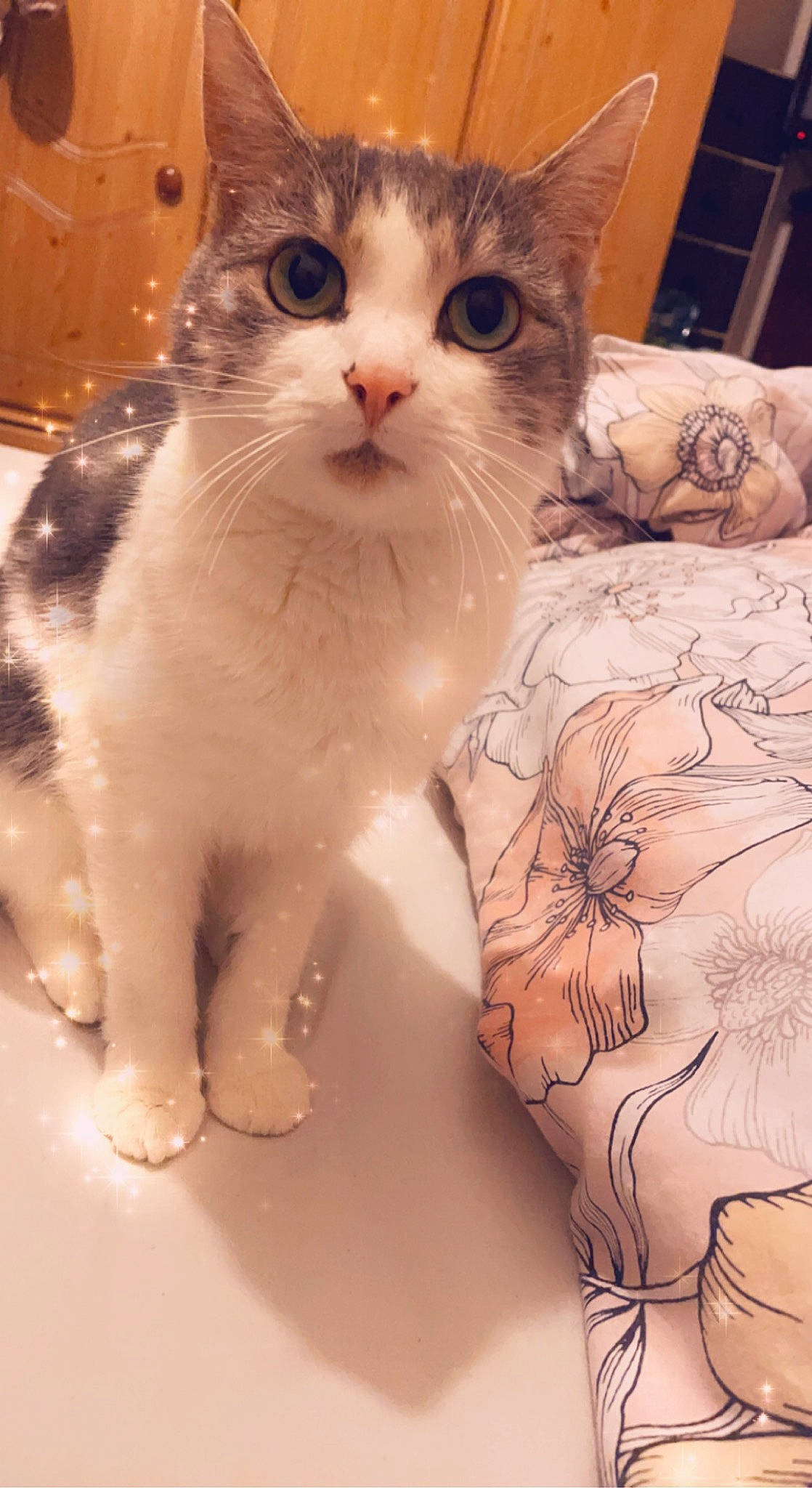 Banshee is registered to the contest to win money with this photo: carnivore, cat, chest, claw, close_up, domestic_short_haired_cat, fawn, felidae, fur, mammal, pattern, paw, small_to_medium_sized_cats, snout, tail, temporary_tattoo, vertebrate, whiskers, white, window