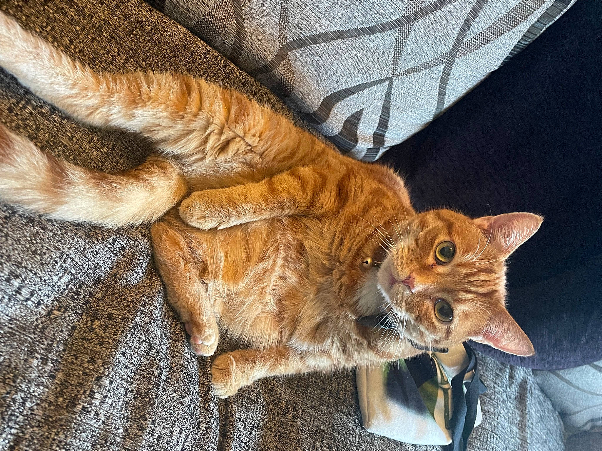 Ted joined the competition — help win amazing prizes! carnivore, cat, claw, comfort, domestic_short_haired_cat, eye, fawn, felidae, foot, fur, human_leg, linens, paw, small_to_medium_sized_cats, snout, tail, terrestrial_animal, whiskers, wildlife, wood