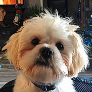 Lisa Tiffany is registered to the contest to win money with this photo: dog, small_dog, fluffy, white_fur, portrait, close_up, pet, collar, tag, indoors, living_room, christmas, christmas_tree, holiday, fireplace, cozy, sitting, looking_at_camera, long_hair, animal