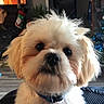 dog, small_dog, fluffy, white_fur, portrait, close_up, pet, collar, tag, indoors, living_room, christmas, christmas_tree, holiday, fireplace, cozy, sitting, looking_at_camera, long_hair, animal