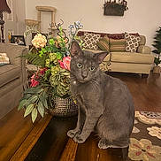 Asher joined the competition — help win amazing prizes! cat, gray_cat, pet, animal, sitting, portrait, indoors, living_room, furniture, sofa, coffee_table, flowers, bouquet, houseplant, wooden_floor, rug, home_decor, ears, whiskers, green_eyes