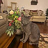 cat, gray_cat, pet, animal, sitting, portrait, indoors, living_room, furniture, sofa, coffee_table, flowers, bouquet, houseplant, wooden_floor, rug, home_decor, ears, whiskers, green_eyes