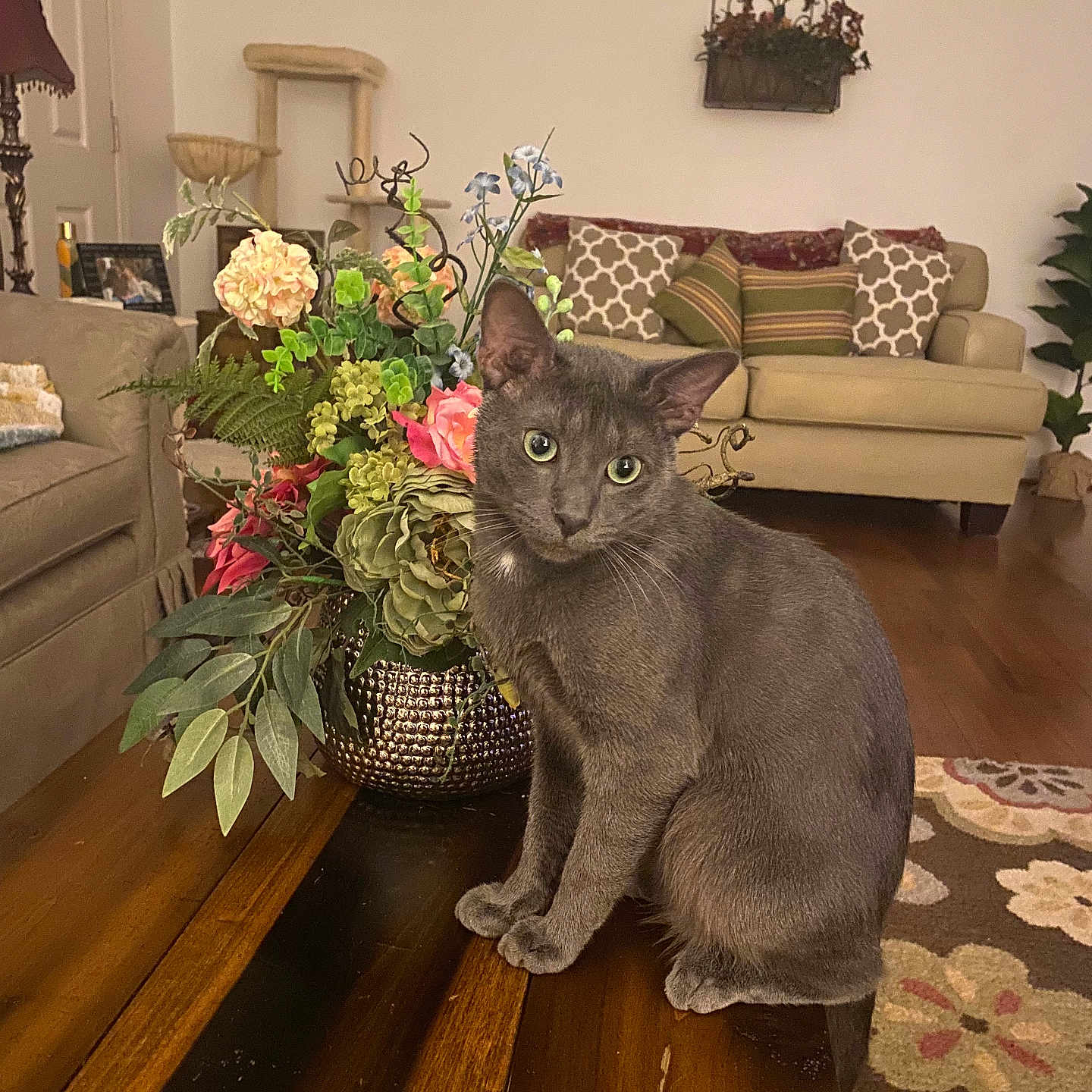 Asher joined the competition — help win amazing prizes! cat, gray_cat, pet, animal, sitting, portrait, indoors, living_room, furniture, sofa, coffee_table, flowers, bouquet, houseplant, wooden_floor, rug, home_decor, ears, whiskers, green_eyes