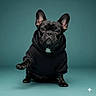 dog, french_bulldog, black_dog, hoodie, pet_clothing, studio_shot, paw, cute, portrait, animal, pet, fashion, sitting, indoor, looking_at_camera, ears_up, isolated_background, teal_background, canine, small_dog