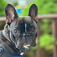 Finn joined the competition — help win amazing prizes! animal, black, blurred_background, brown, canine, close_up, collar, cute, dog, domestic_animal, ears, french_bulldog, greenery, harness, looking_at_camera, outdoor, pet, portrait, snout, whiskers